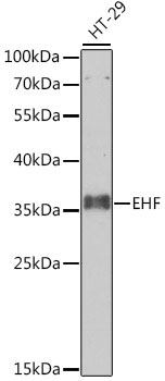 EHF Rabbit Polyclonal Antibody