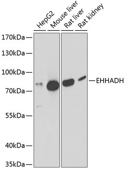 EHHADH Rabbit Polyclonal Antibody