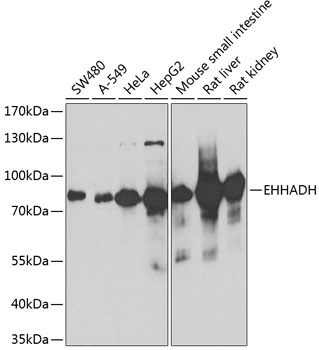 EHHADH Rabbit Polyclonal Antibody - Image 2