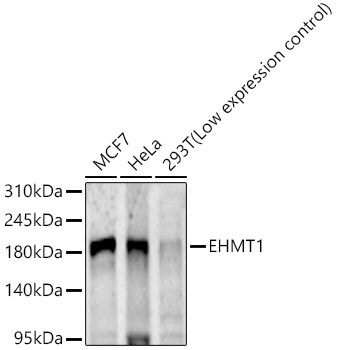 EHMT1 Rabbit Polyclonal Antibody
