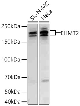 EHMT2 Rabbit Monoclonal Antibody