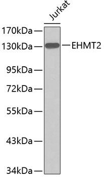EHMT2 Rabbit Polyclonal Antibody