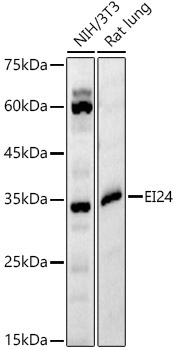 EI24 Rabbit Polyclonal Antibody