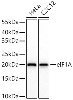 eIF1A Rabbit Monoclonal Antibody