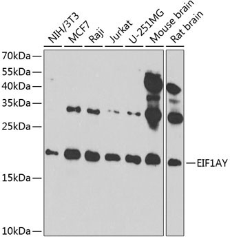 EIF1AY Rabbit Polyclonal Antibody