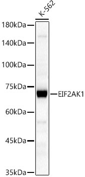 EIF2AK1 Rabbit Polyclonal Antibody