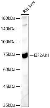 EIF2AK1 Rabbit Polyclonal Antibody - Image 2