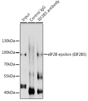 eIF2B epsilon (EIF2B5) Rabbit Polyclonal Antibody - Image 3