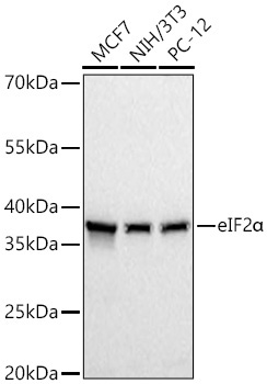 eIF2Alpha Rabbit Polyclonal Antibody