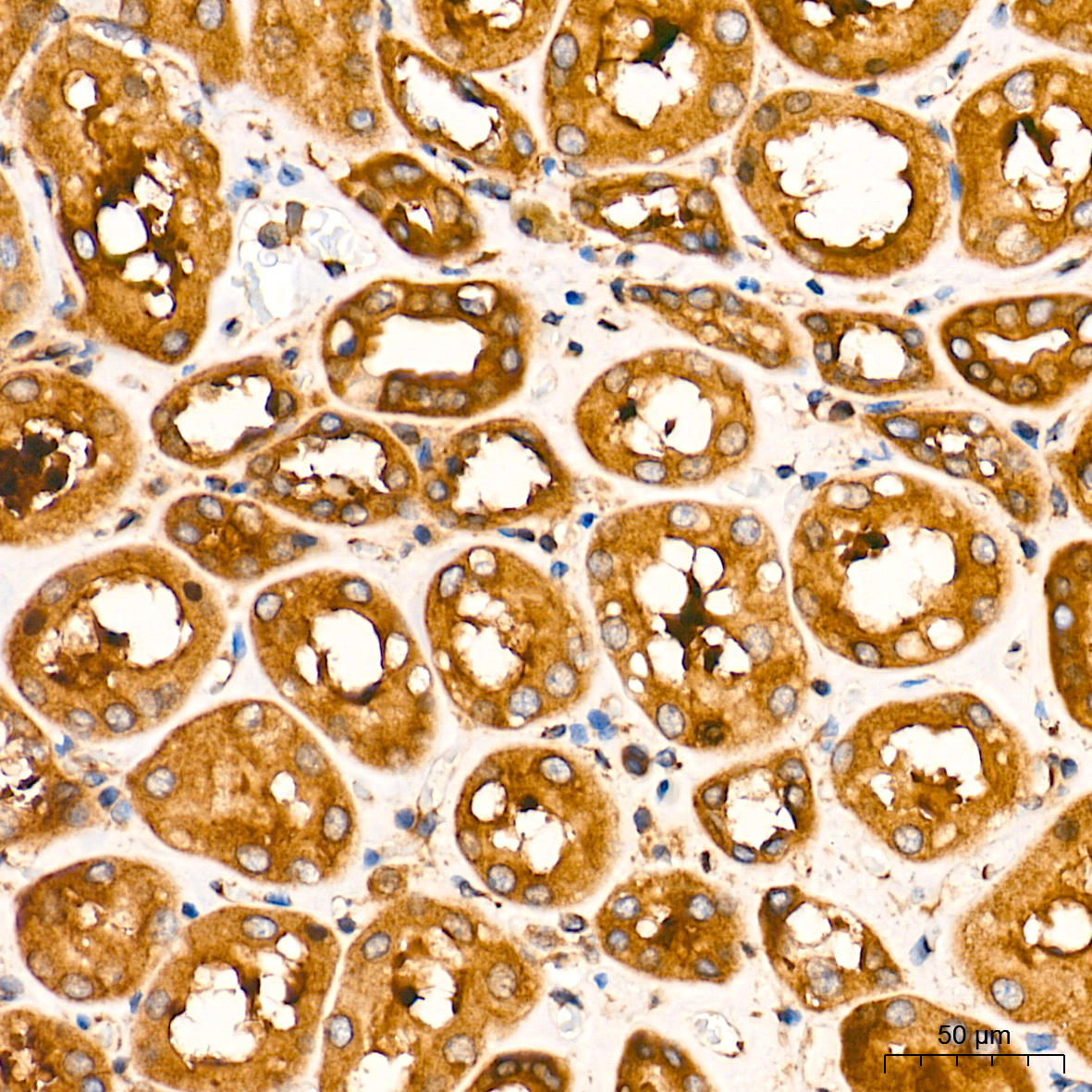 eIF2Alpha Rabbit Polyclonal Antibody - Image 2