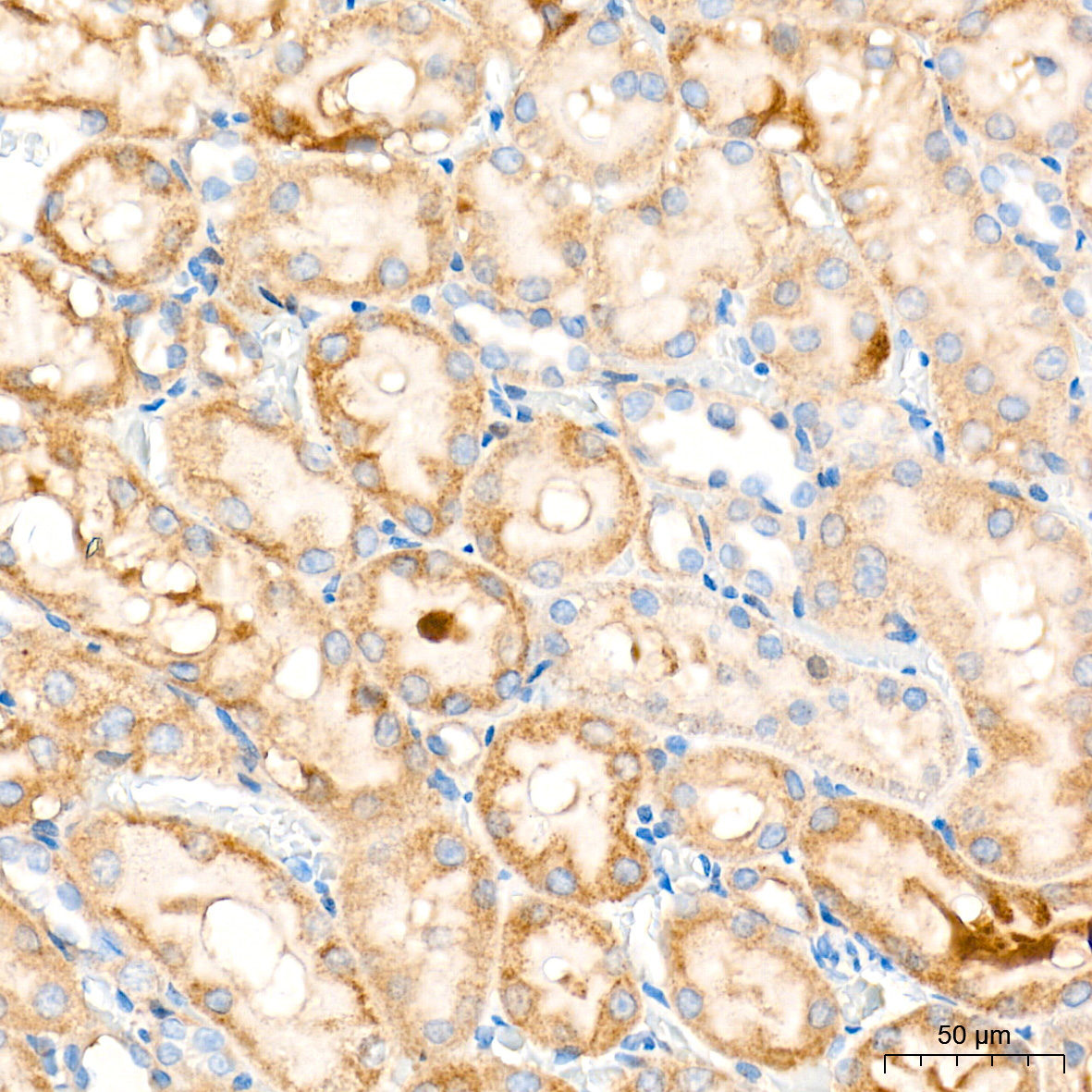 eIF2Alpha Rabbit Polyclonal Antibody - Image 5