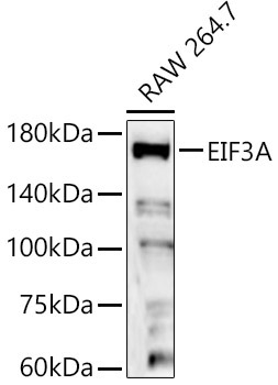 EIF3A Rabbit Polyclonal Antibody