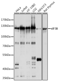eIF3B Rabbit Polyclonal Antibody