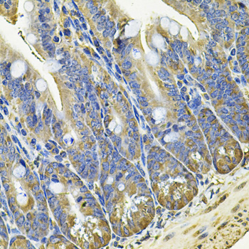 EIF3C Rabbit Polyclonal Antibody - Image 3