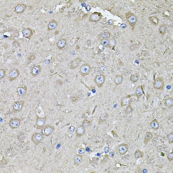 EIF3C Rabbit Polyclonal Antibody - Image 4