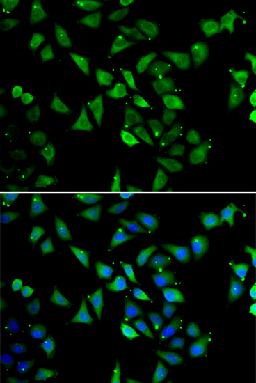 EIF3C Rabbit Polyclonal Antibody - Image 5