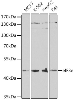 eIF3e Rabbit Polyclonal Antibody