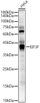 EIF3F Rabbit Polyclonal Antibody