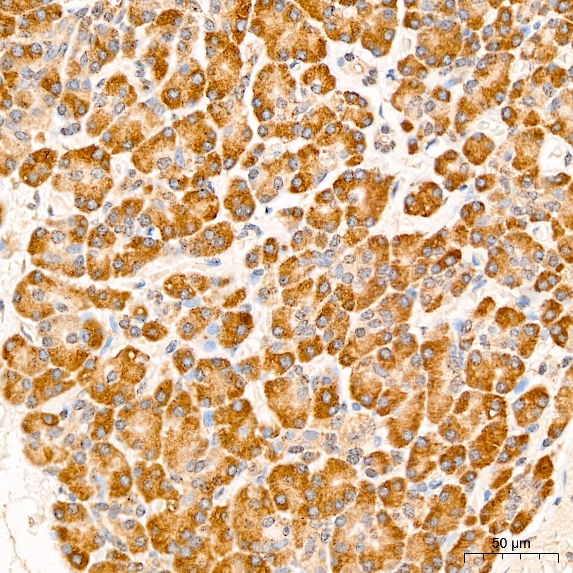 EIF3F Rabbit Polyclonal Antibody - Image 3