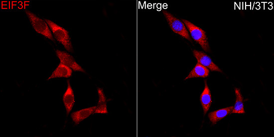 EIF3F Rabbit Polyclonal Antibody - Image 6