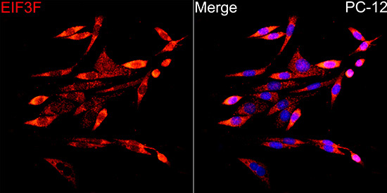 EIF3F Rabbit Polyclonal Antibody - Image 7