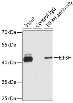 EIF3H Rabbit Polyclonal Antibody - Image 3