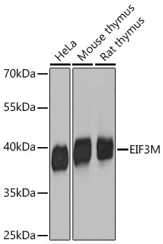 EIF3M Rabbit Polyclonal Antibody - Image 2