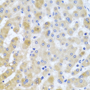 EIF3M Rabbit Polyclonal Antibody - Image 3