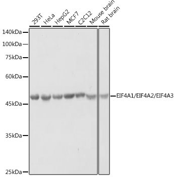 eIF4A Rabbit Polyclonal Antibody
