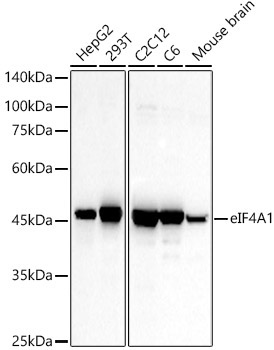 eIF4A1 Rabbit Polyclonal Antibody