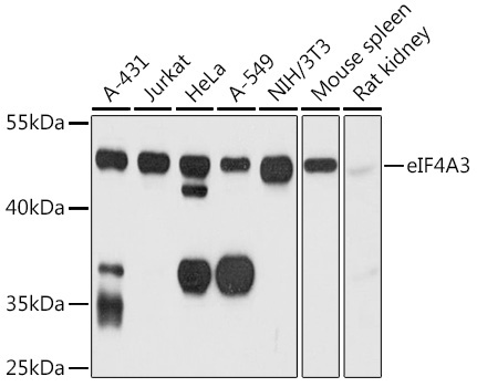 eIF4A3 Rabbit Polyclonal Antibody