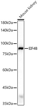 EIF4B Rabbit Polyclonal Antibody