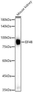 EIF4B Rabbit Polyclonal Antibody - Image 2