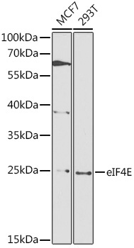 eIF4E Rabbit Polyclonal Antibody