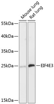EIF4E3 Rabbit Polyclonal Antibody