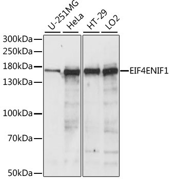 EIF4ENIF1 Rabbit Polyclonal Antibody