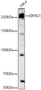 EIF4G1 Rabbit Polyclonal Antibody