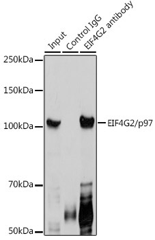 EIF4G2/p97 Rabbit Polyclonal Antibody - Image 6