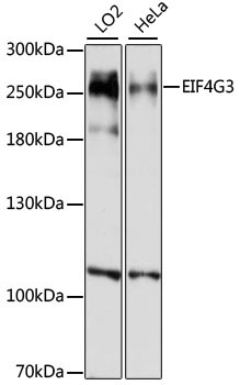 EIF4G3 Rabbit Polyclonal Antibody