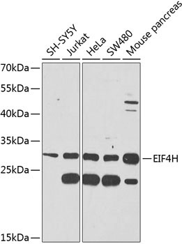 EIF4H Rabbit Polyclonal Antibody