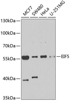 EIF5 Rabbit Polyclonal Antibody