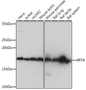 eIF5A Rabbit Monoclonal Antibody