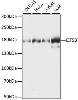 EIF5B Rabbit Polyclonal Antibody