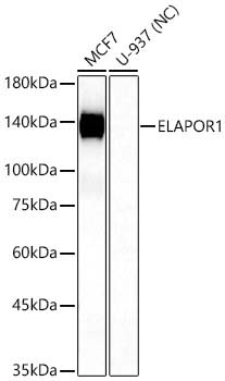 ELAPOR1 Rabbit Polyclonal Antibody