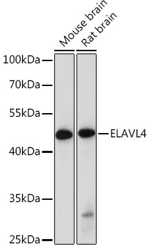 ELAVL4 Rabbit Polyclonal Antibody