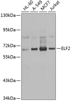 ELF2 Rabbit Polyclonal Antibody