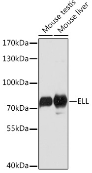 ELL Rabbit Polyclonal Antibody