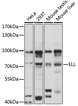 ELL Rabbit Polyclonal Antibody