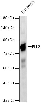 ELL2 Rabbit Polyclonal Antibody