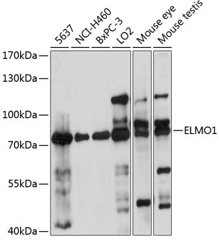 ELMO1 Rabbit Polyclonal Antibody